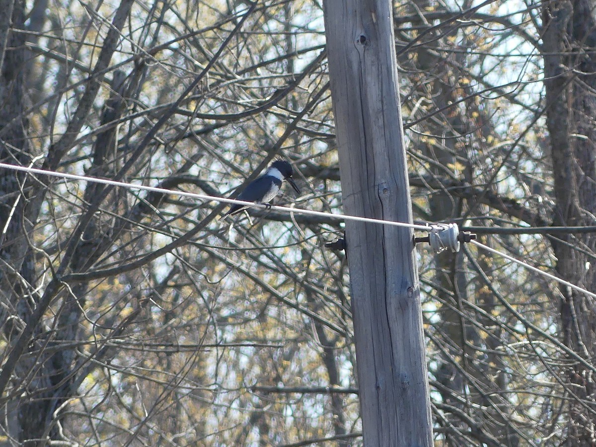 Belted Kingfisher - ML567970451