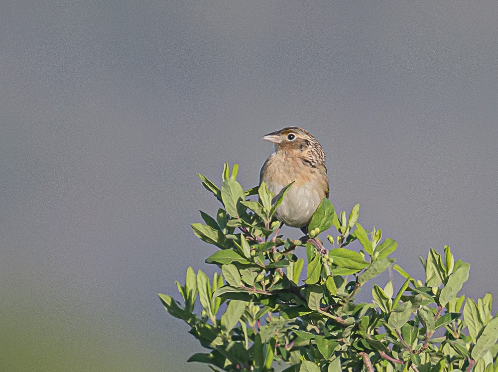 Grasshopper Sparrow - ML567971091
