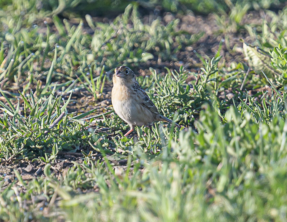 Grasshopper Sparrow - ML567971101