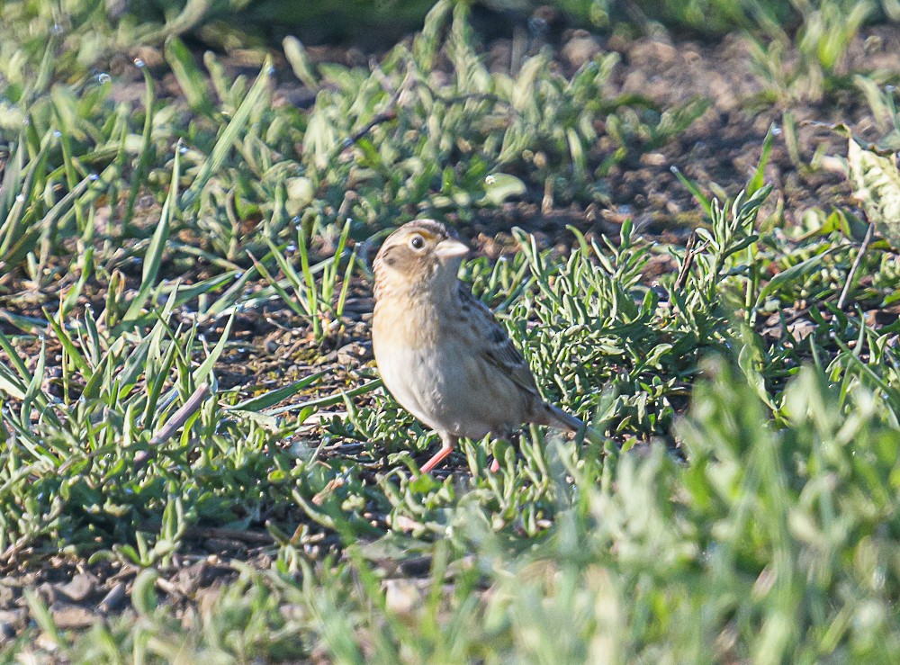 Grasshopper Sparrow - ML567971111