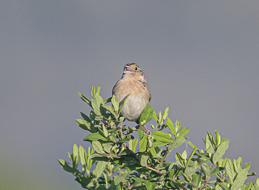 Grasshopper Sparrow - ML567971131