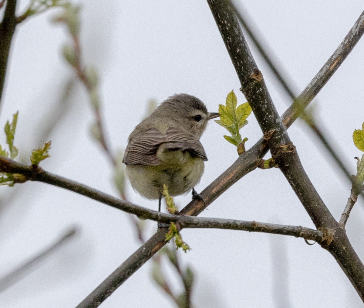 Warbling Vireo - Greg Harrington