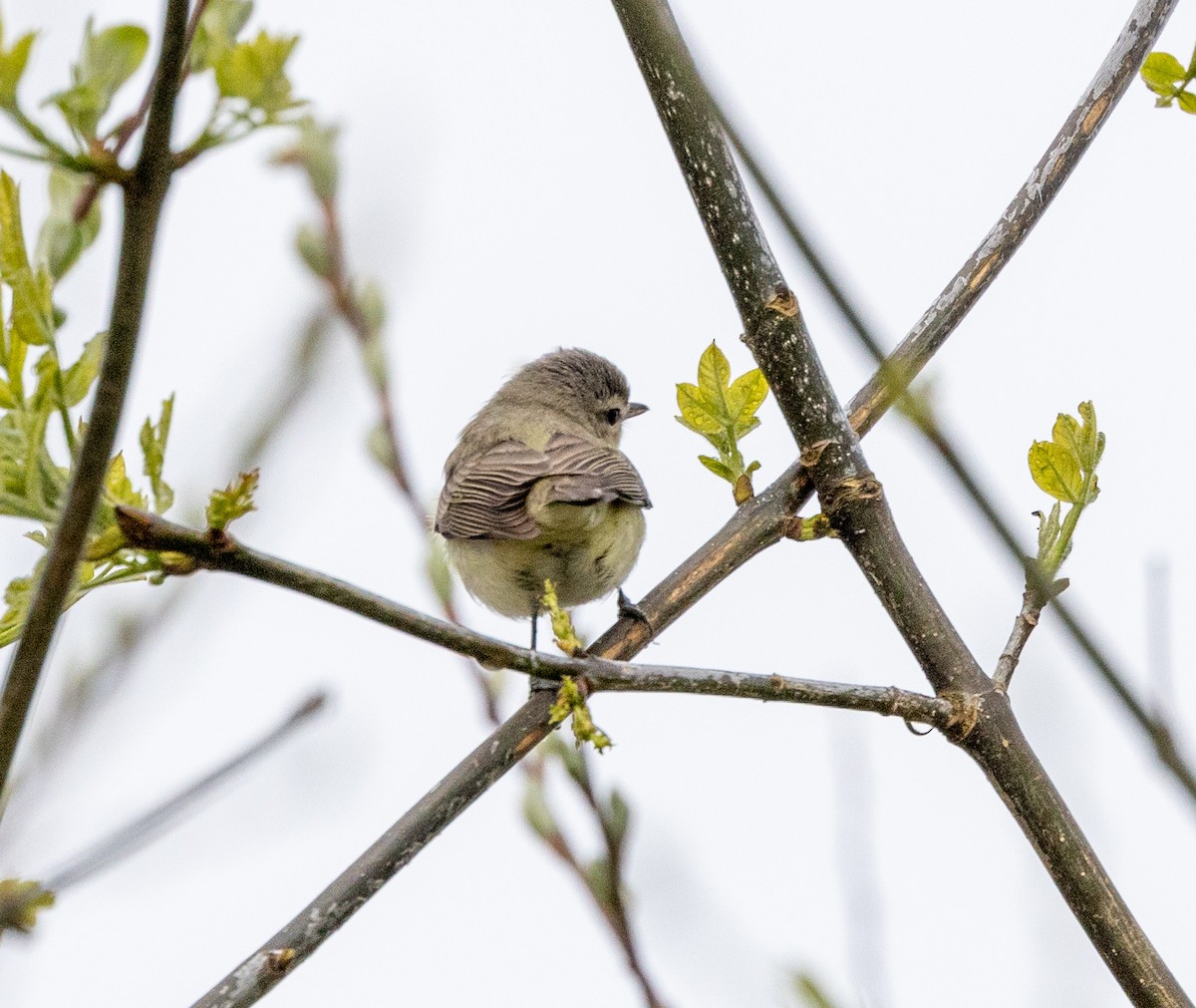 Warbling Vireo - Greg Harrington