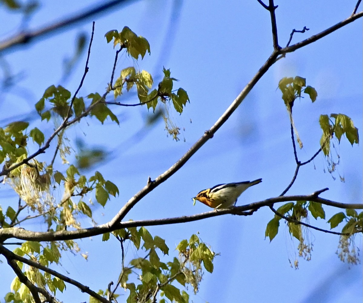 Blackburnian Warbler - ML567972391