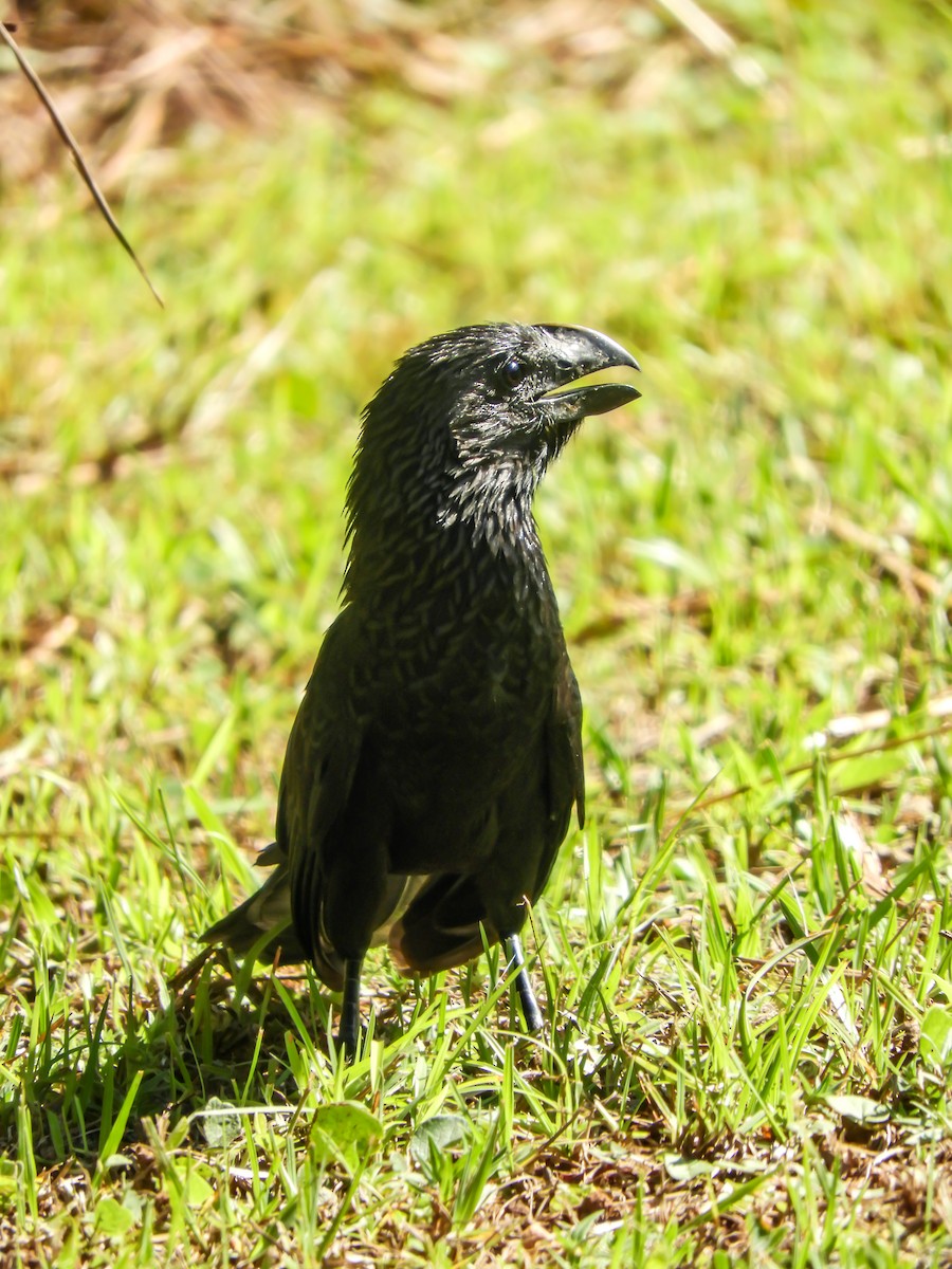 Smooth-billed Ani - Leonardo Zoat