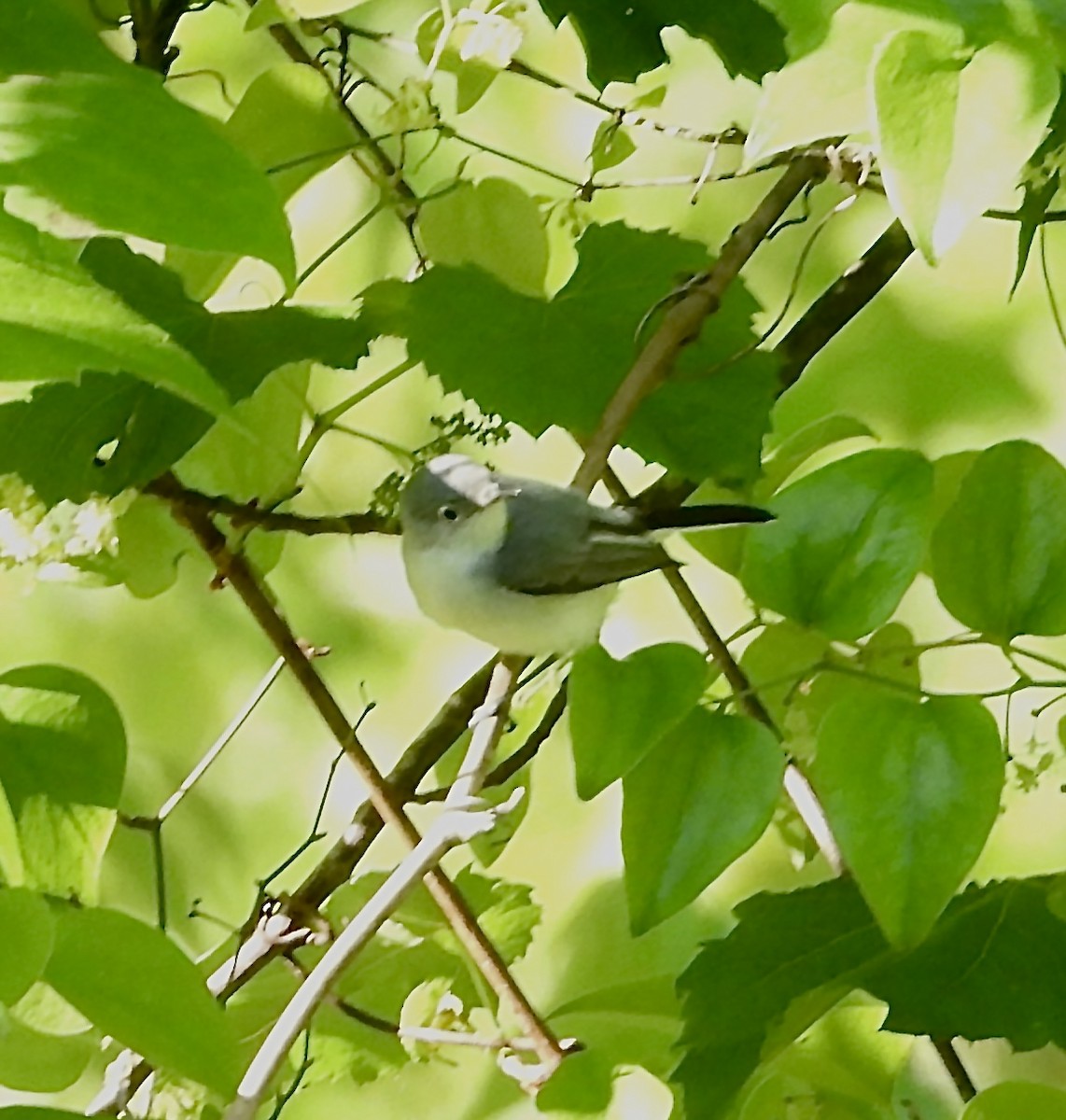 Blue-gray Gnatcatcher - ML567973501