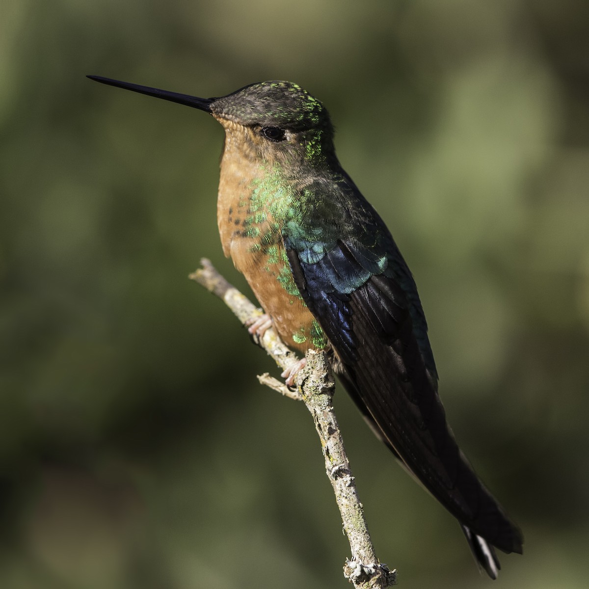 kolibřík modrokřídlý - ML56797391