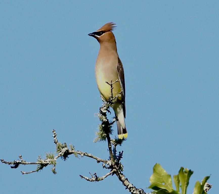 Cedar Waxwing - ML567973911