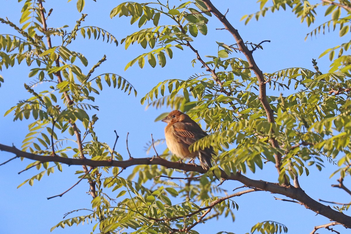 Blue Grosbeak - ML567974271