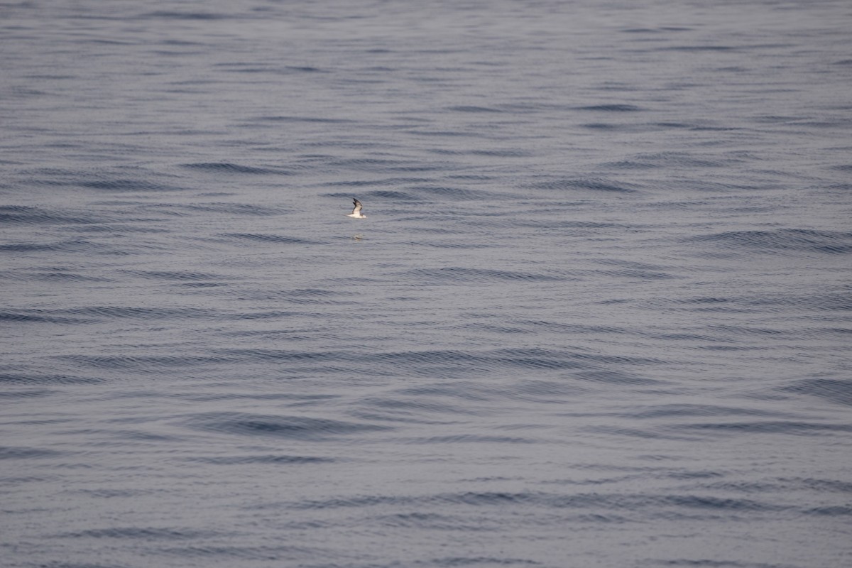 Streaked Shearwater - ML567974311