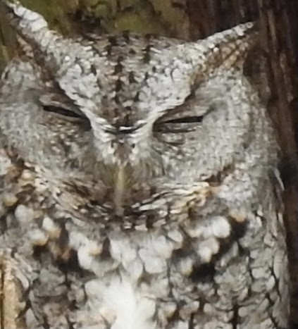 Eastern Screech-Owl - ML567974921