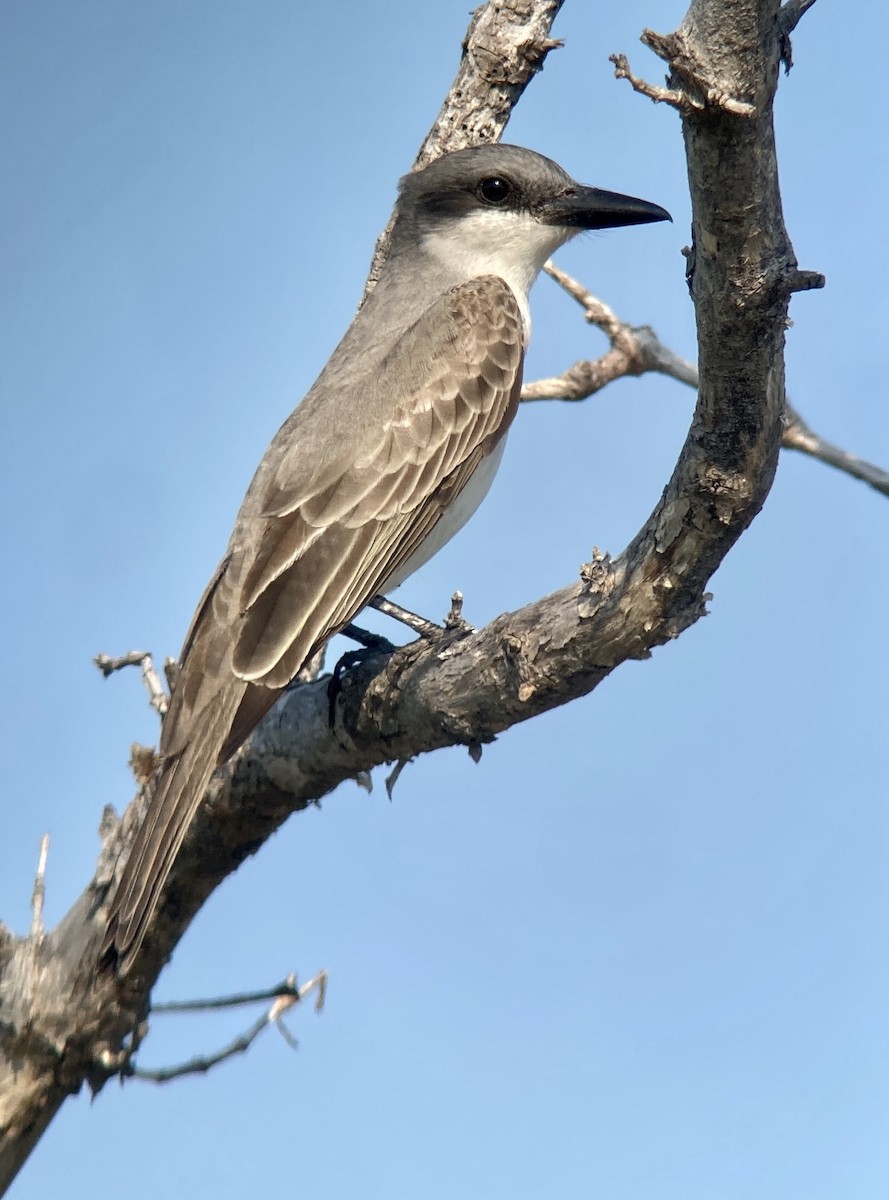 Gray Kingbird - ML567976351