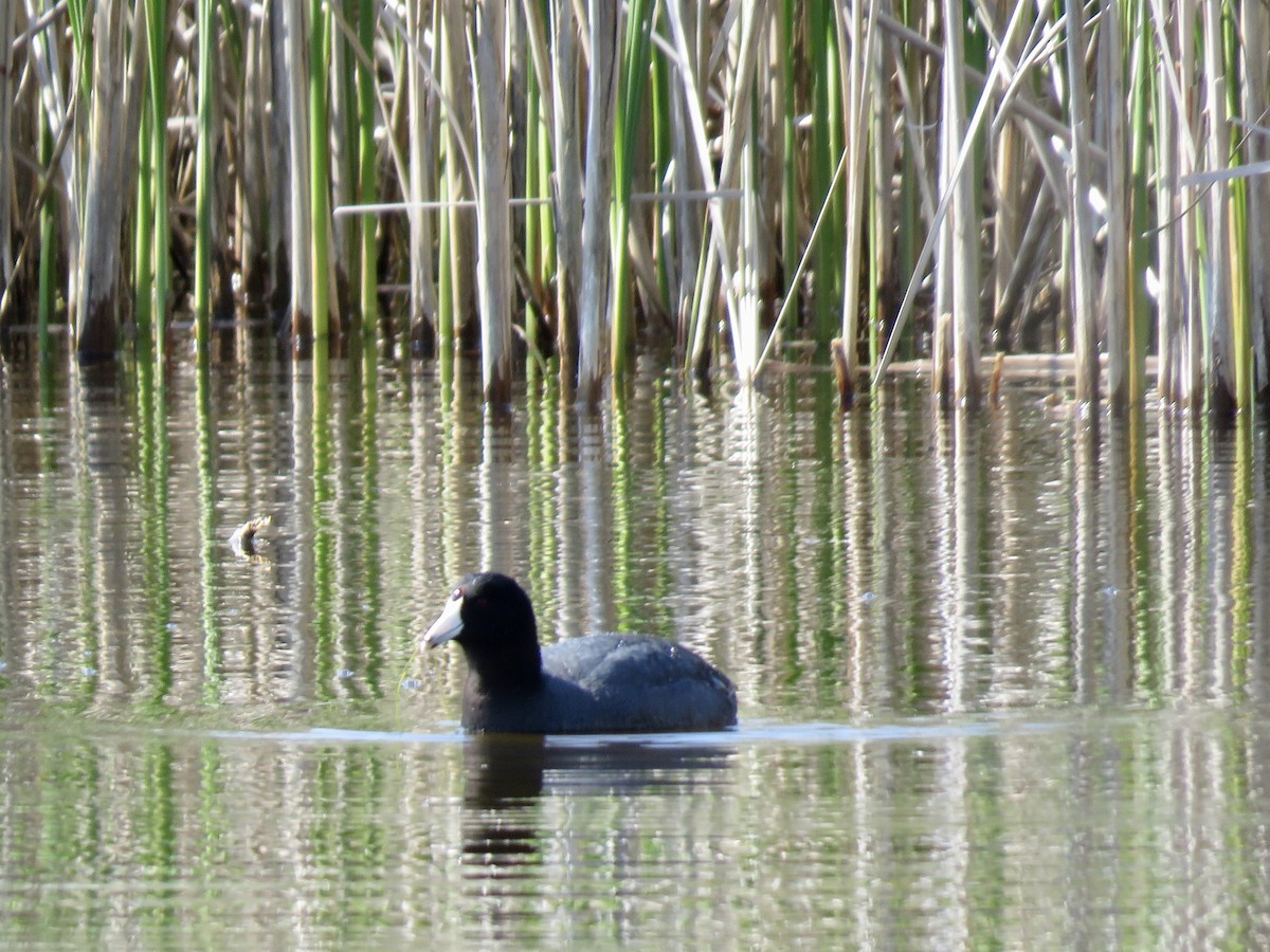 American Coot - Craig Watson