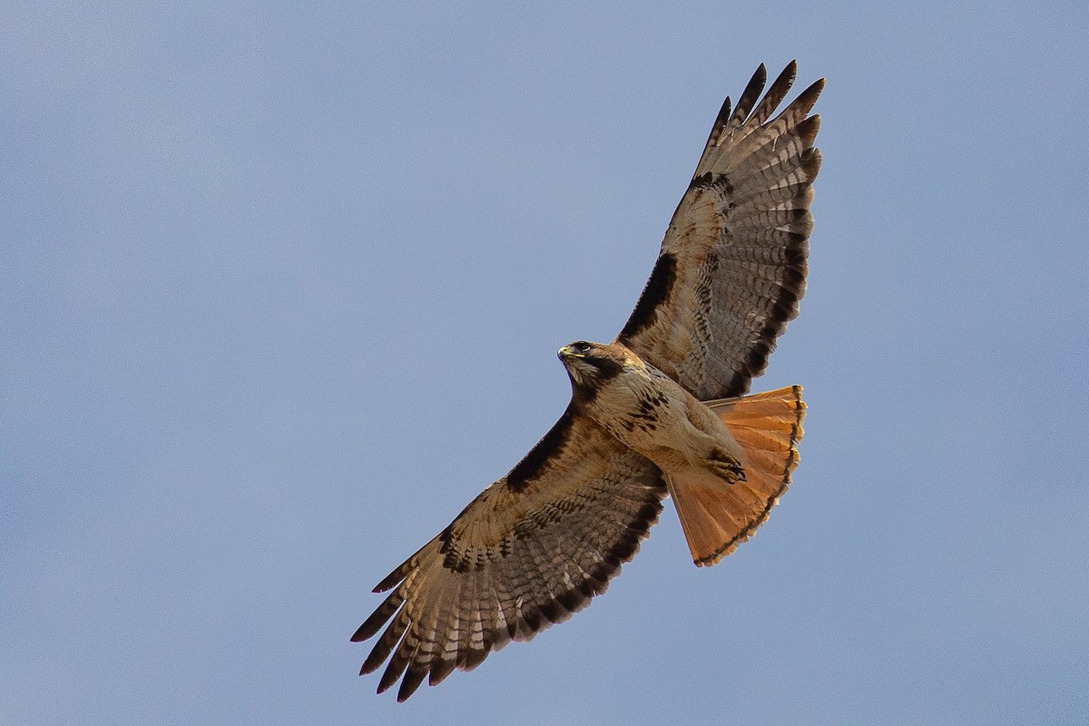 Red-tailed Hawk - ML567978081