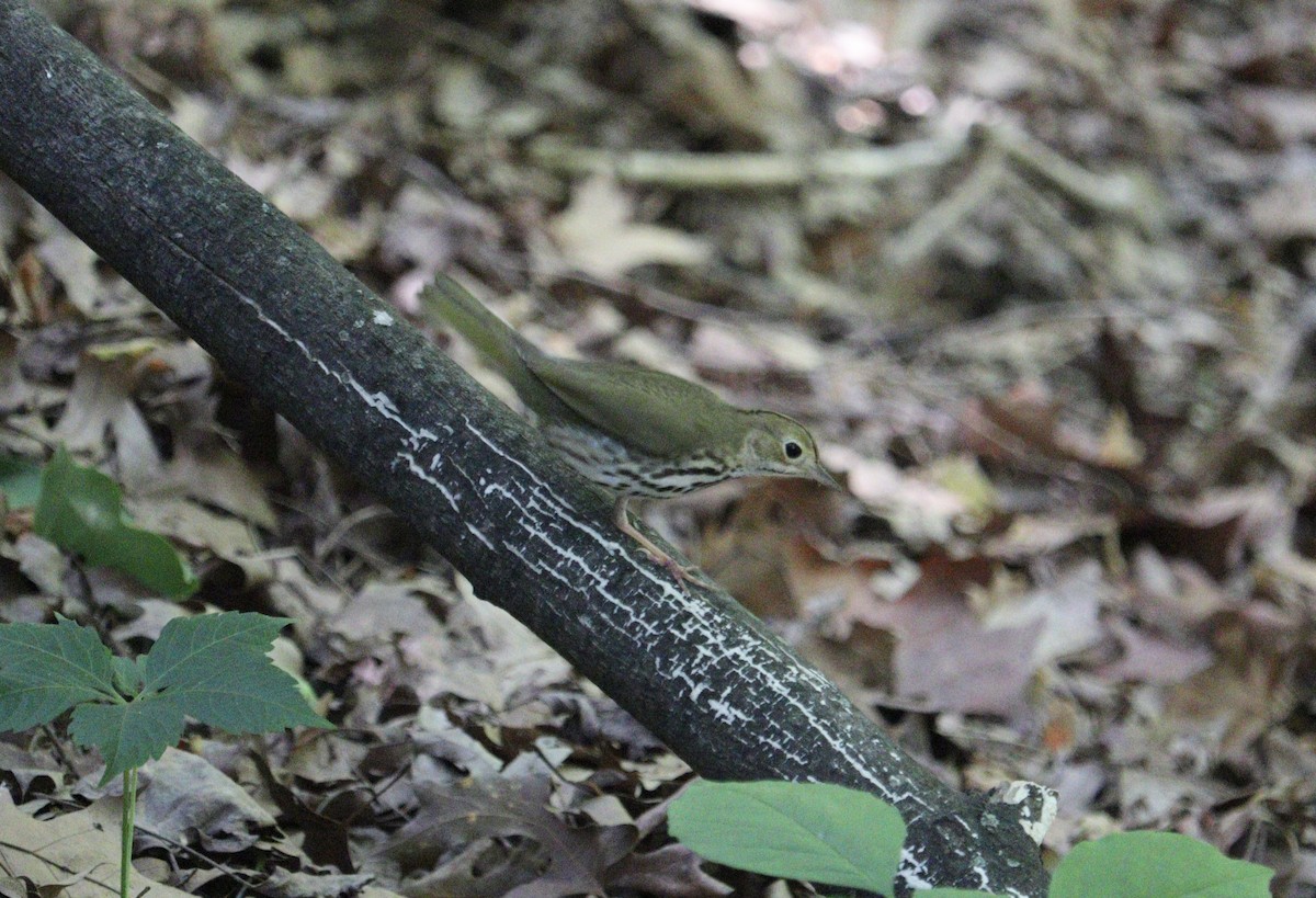 Ovenbird - ML567978101