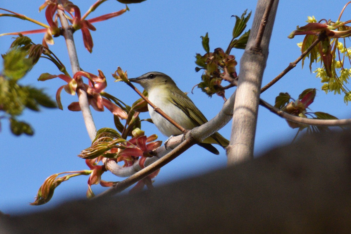 Red-eyed Vireo - Tara Yeackel