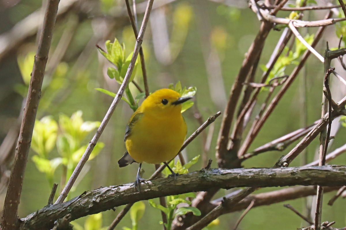 Prothonotary Warbler - ML567978751