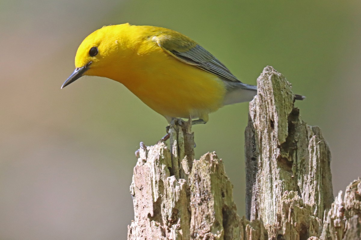 Prothonotary Warbler - ML567978781