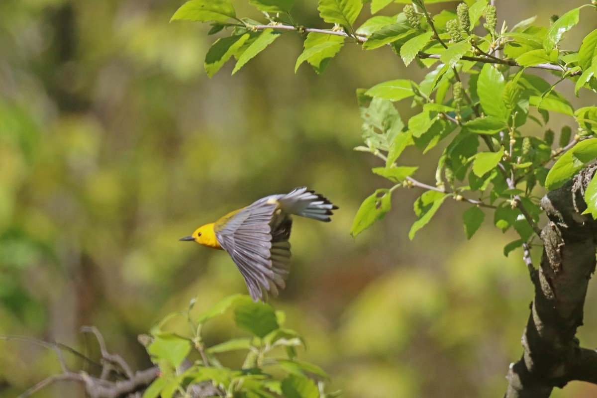 Prothonotary Warbler - ML567978791