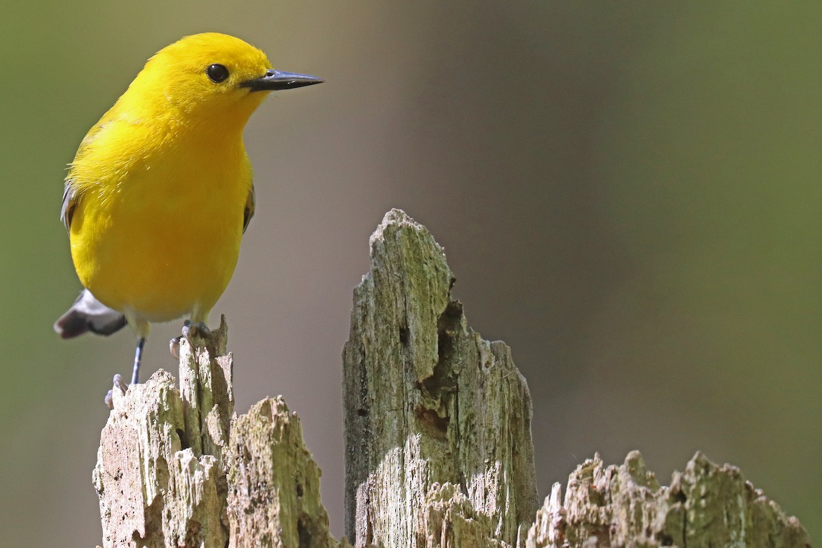 Prothonotary Warbler - ML567978801