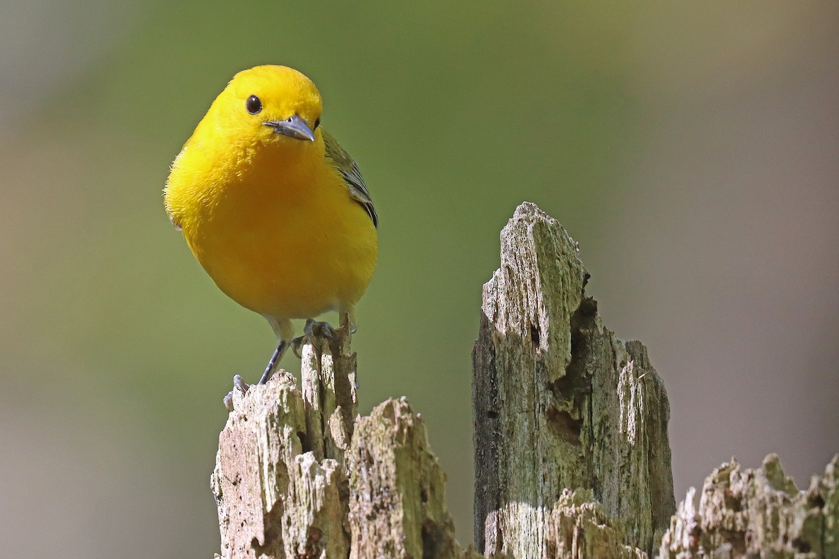 Prothonotary Warbler - ML567978831