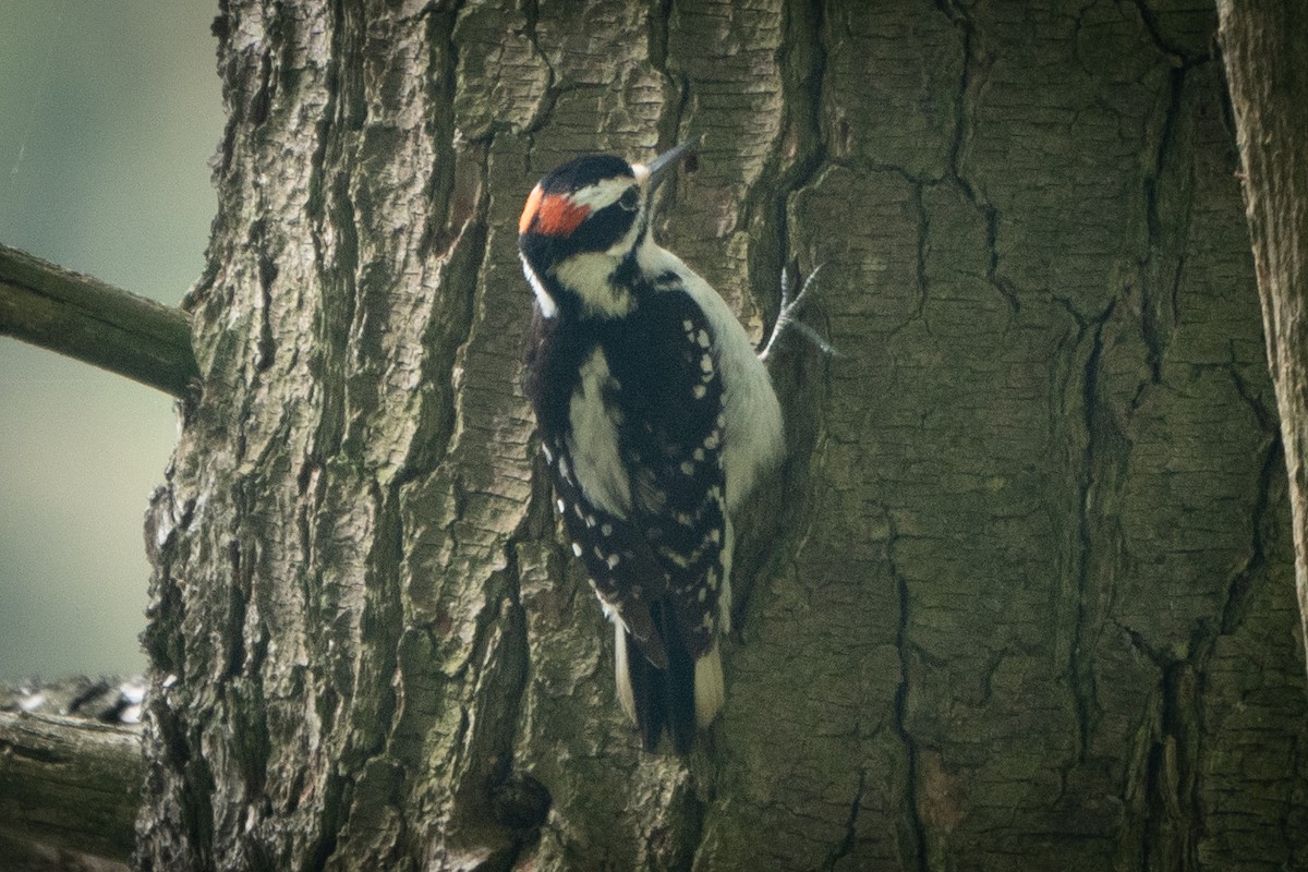 Hairy Woodpecker - ML567978961