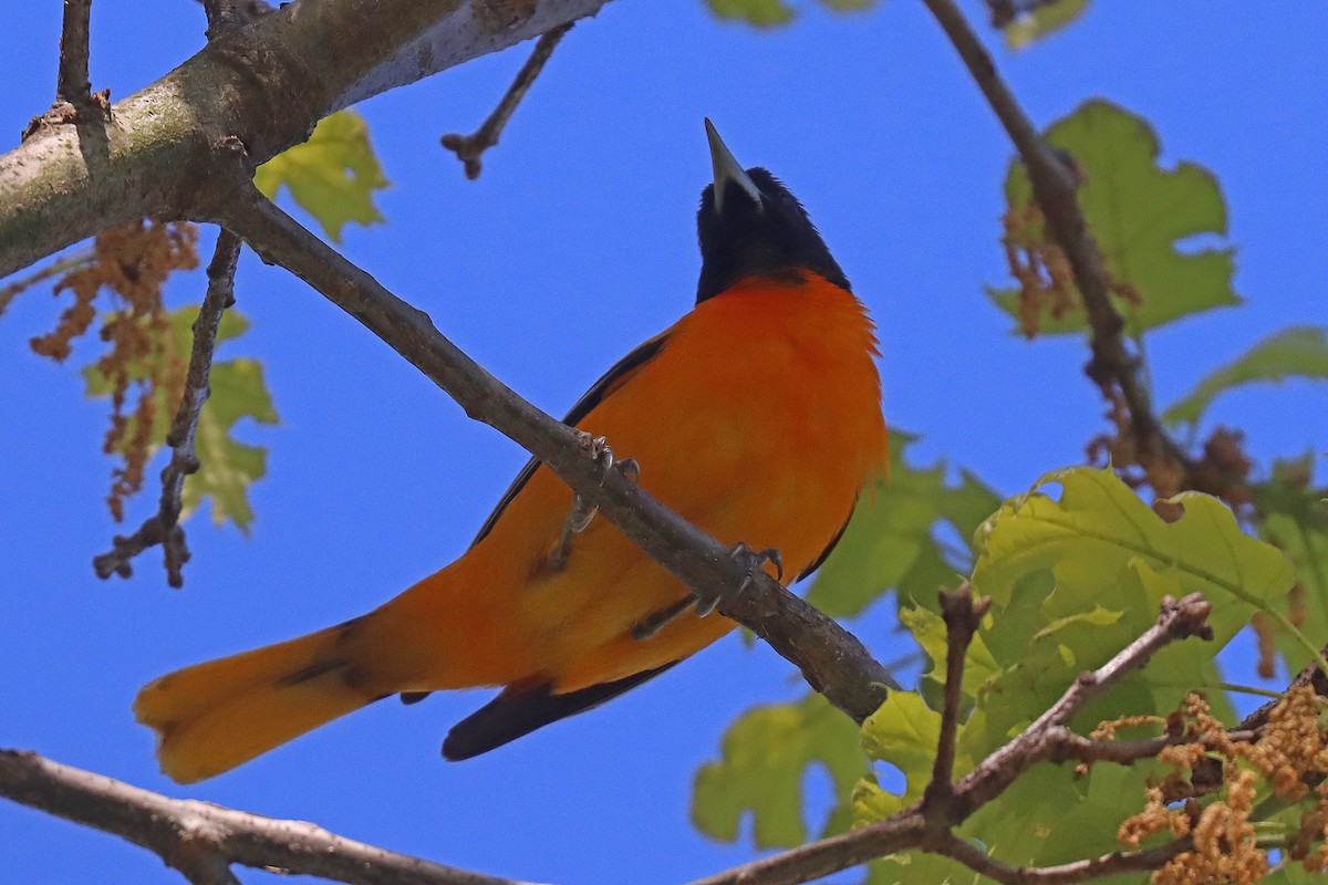 Baltimore Oriole - ML567979031