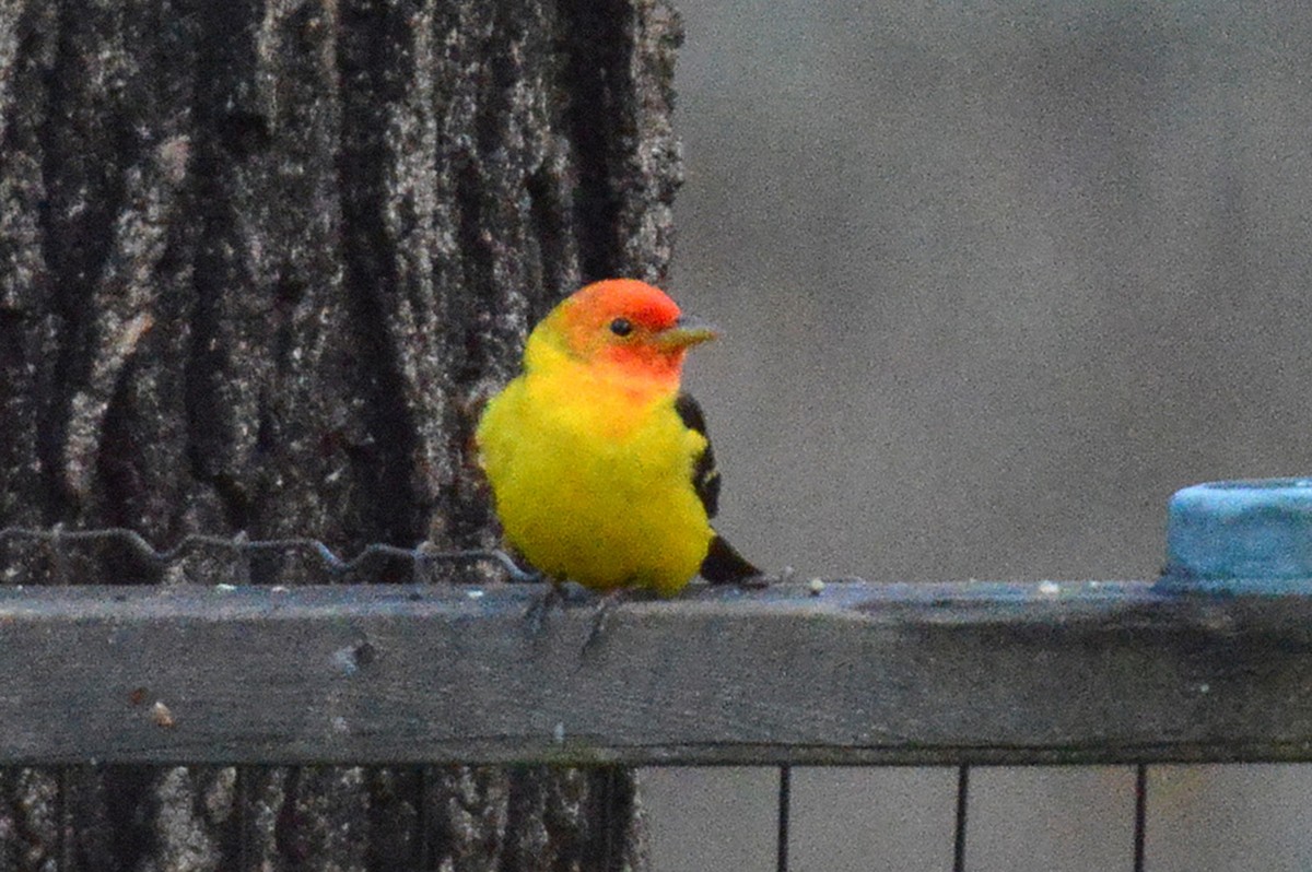 Western Tanager - ML56798051