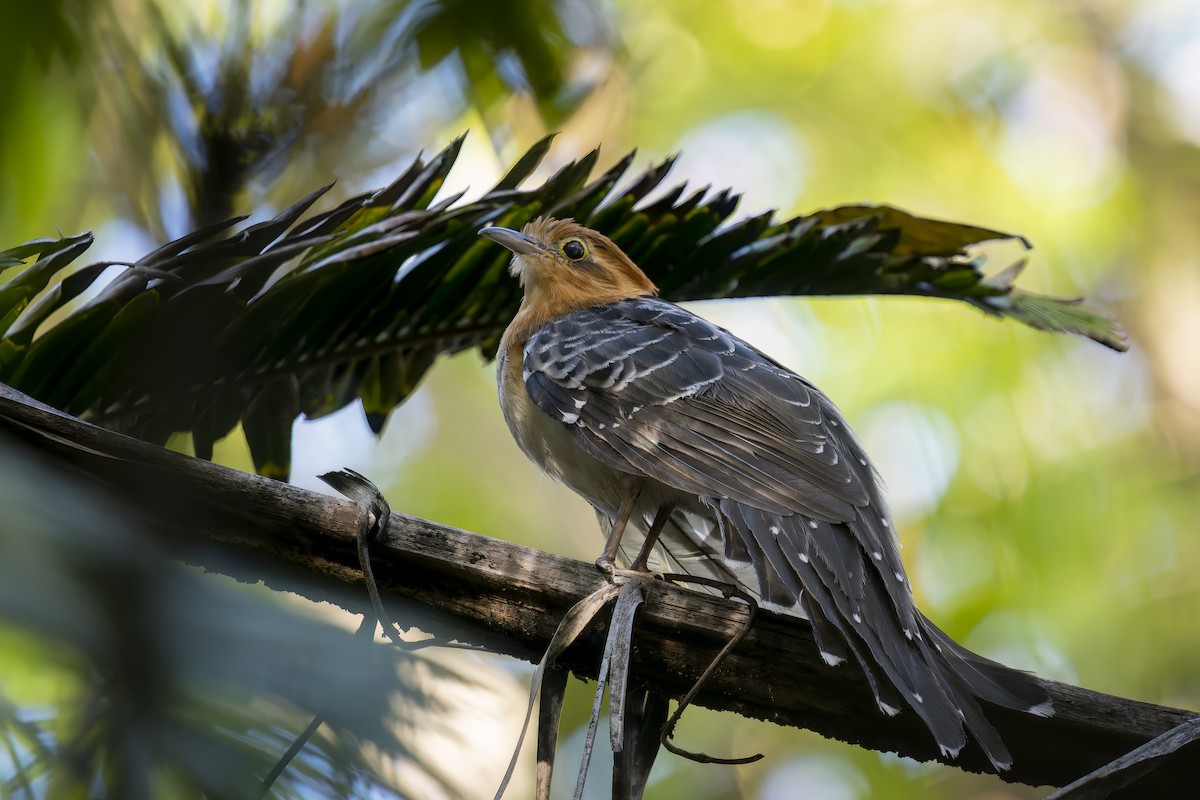 Pavonine Cuckoo - Marcelo  Telles