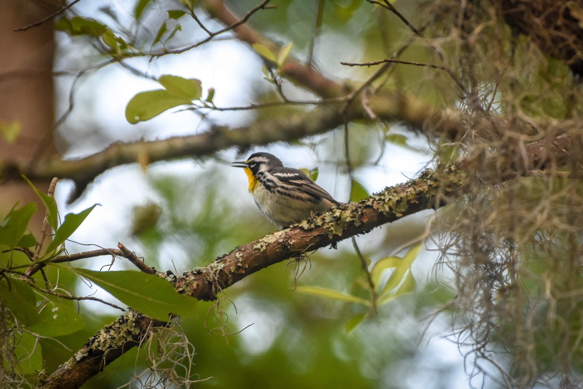 Yellow-throated Warbler - Austin Bell
