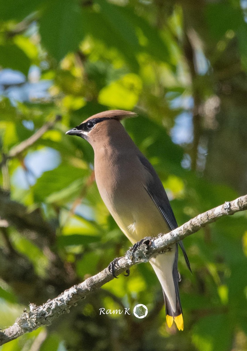 Cedar Waxwing - ML567983221