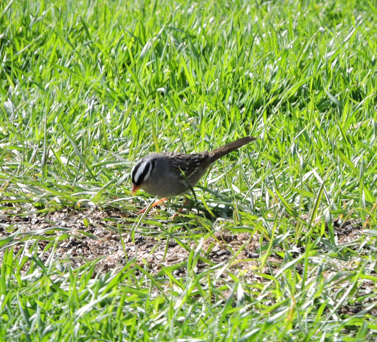 White-crowned Sparrow - ML567983241