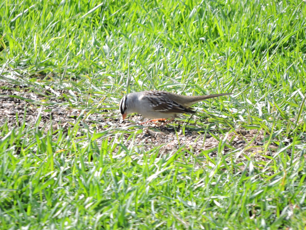 White-crowned Sparrow - ML567983371