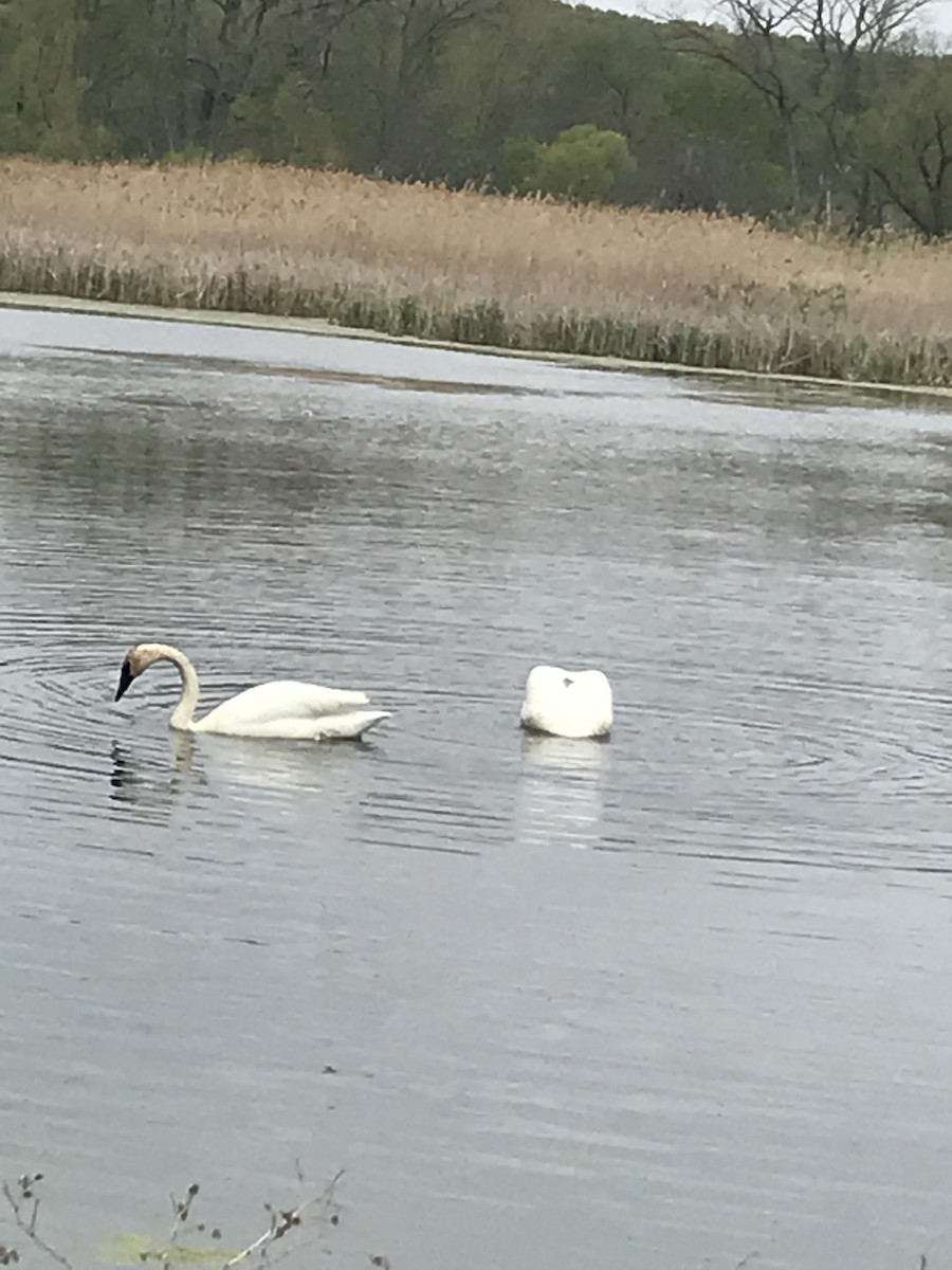 Trumpeter Swan - ML567983401