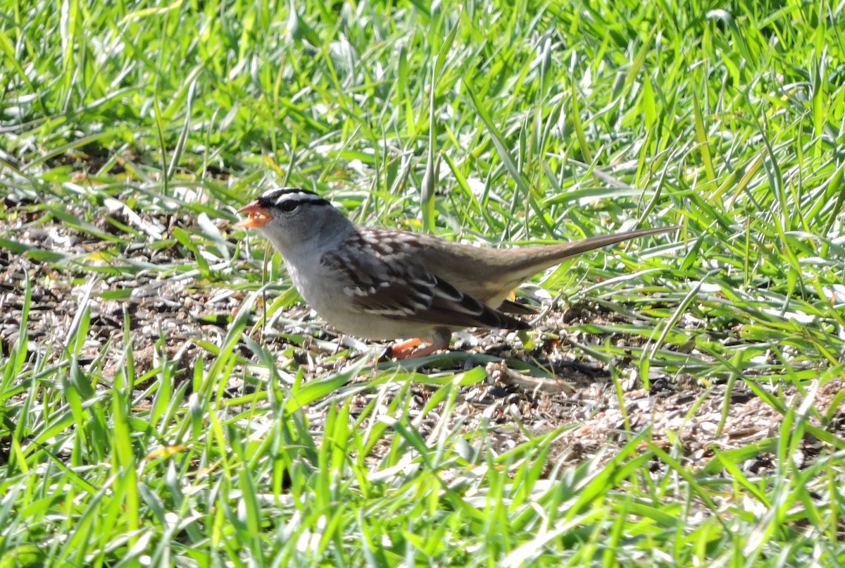 White-crowned Sparrow - ML567983411