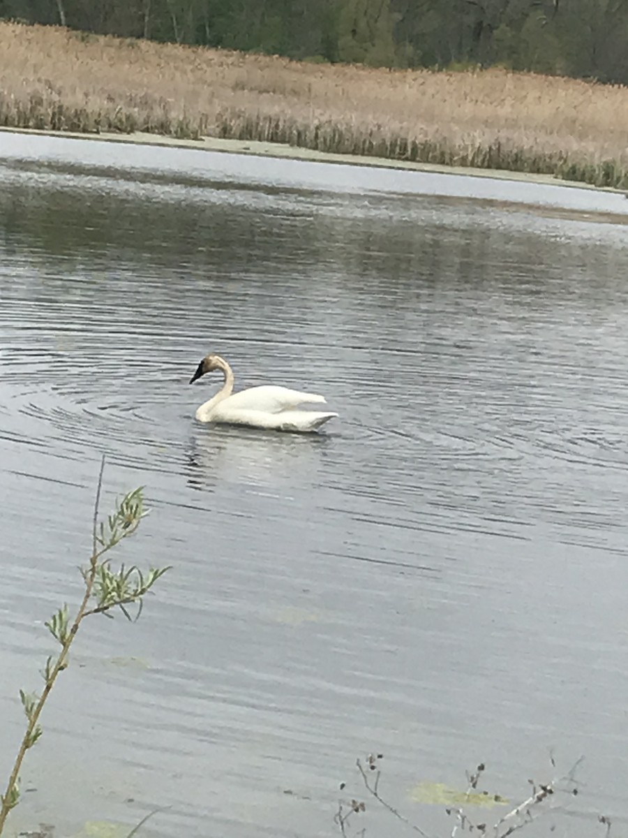 Trumpeter Swan - ML567983421