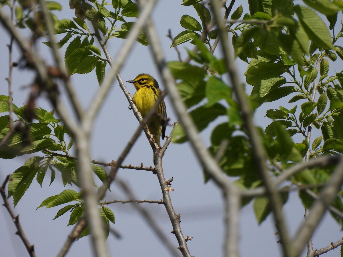 Prairie Warbler - Leah Kmiecik