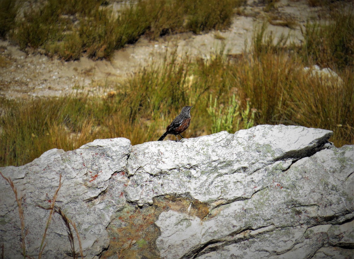 Cape Rockjumper - Henry Stevens