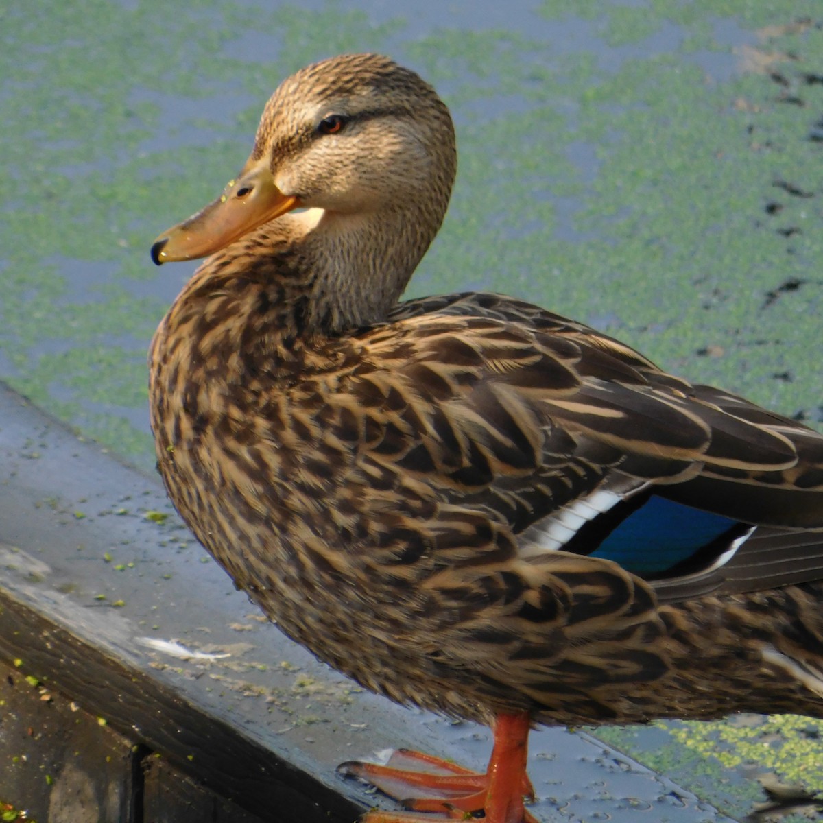 Mexican Duck - ML567984191