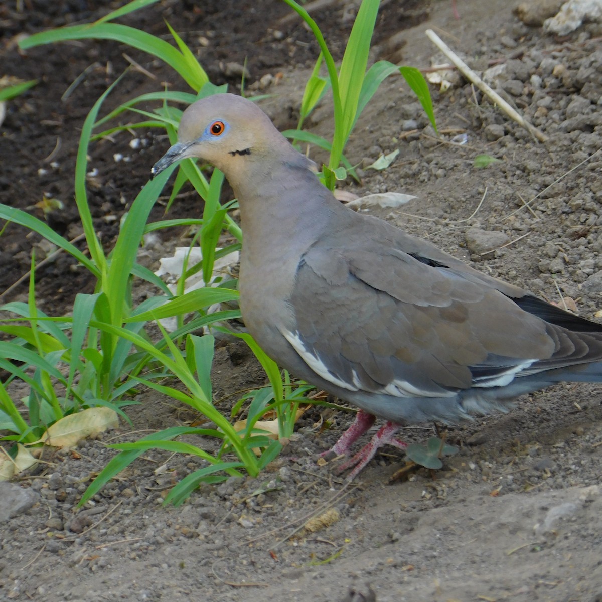 White-winged Dove - ML567984671