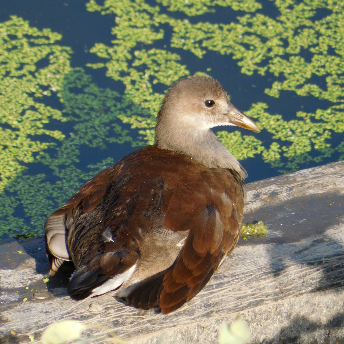 Common Gallinule - ML567985041