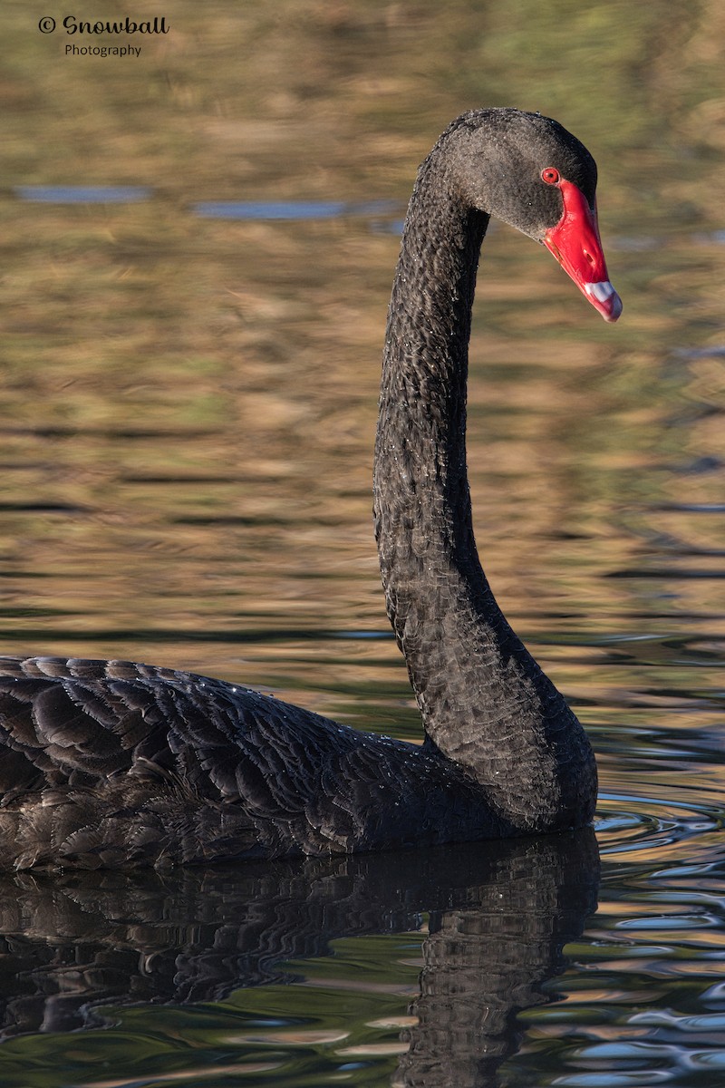 Black Swan - Martin Snowball