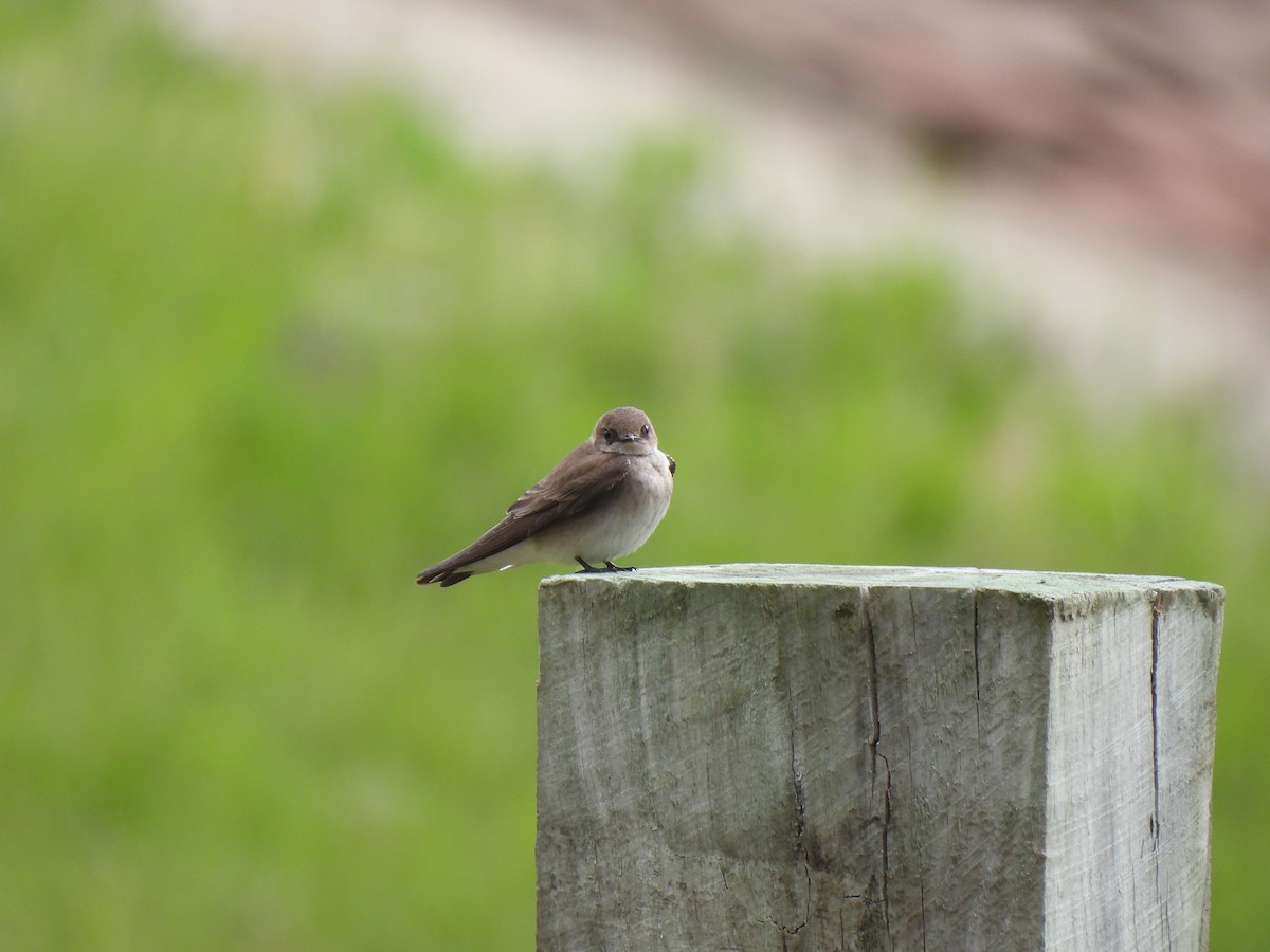 Hirondelle à ailes hérissées - ML567985411