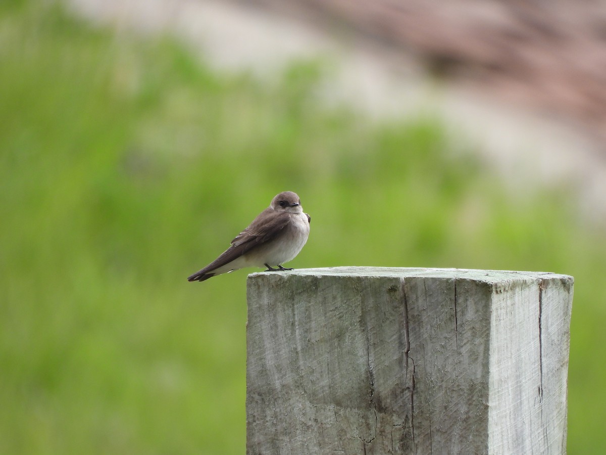 Golondrina Aserrada - ML567985521