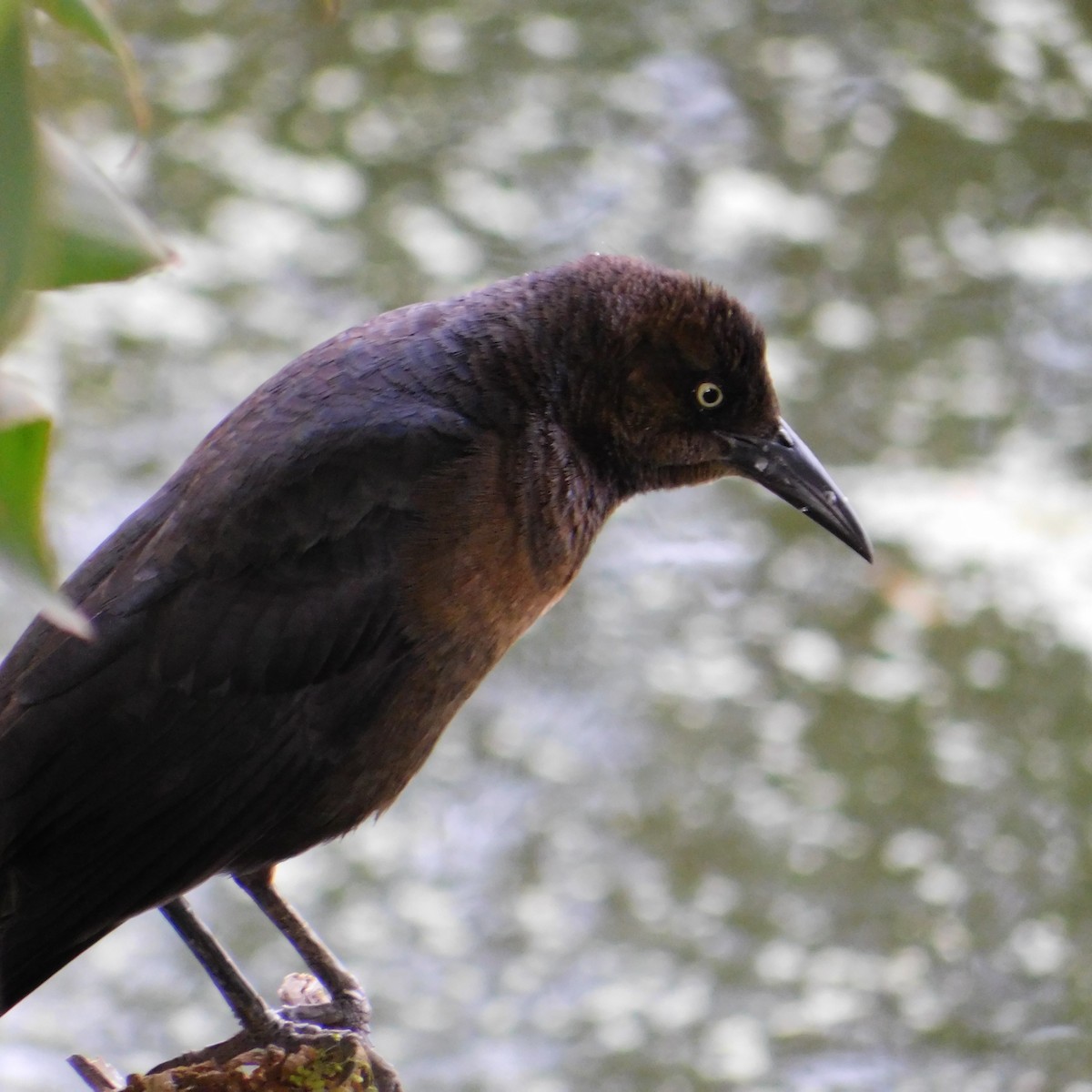 Great-tailed Grackle - ML567985701