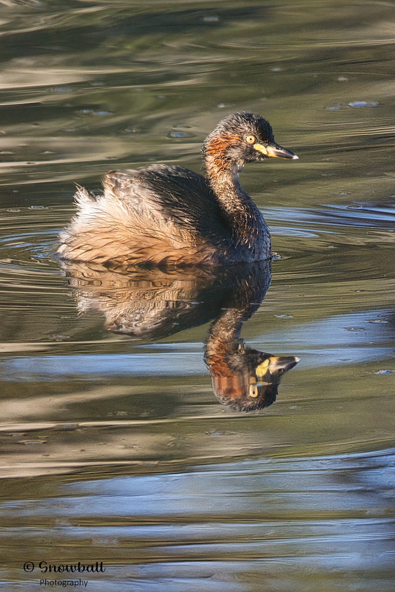 Australasian Grebe - Martin Snowball