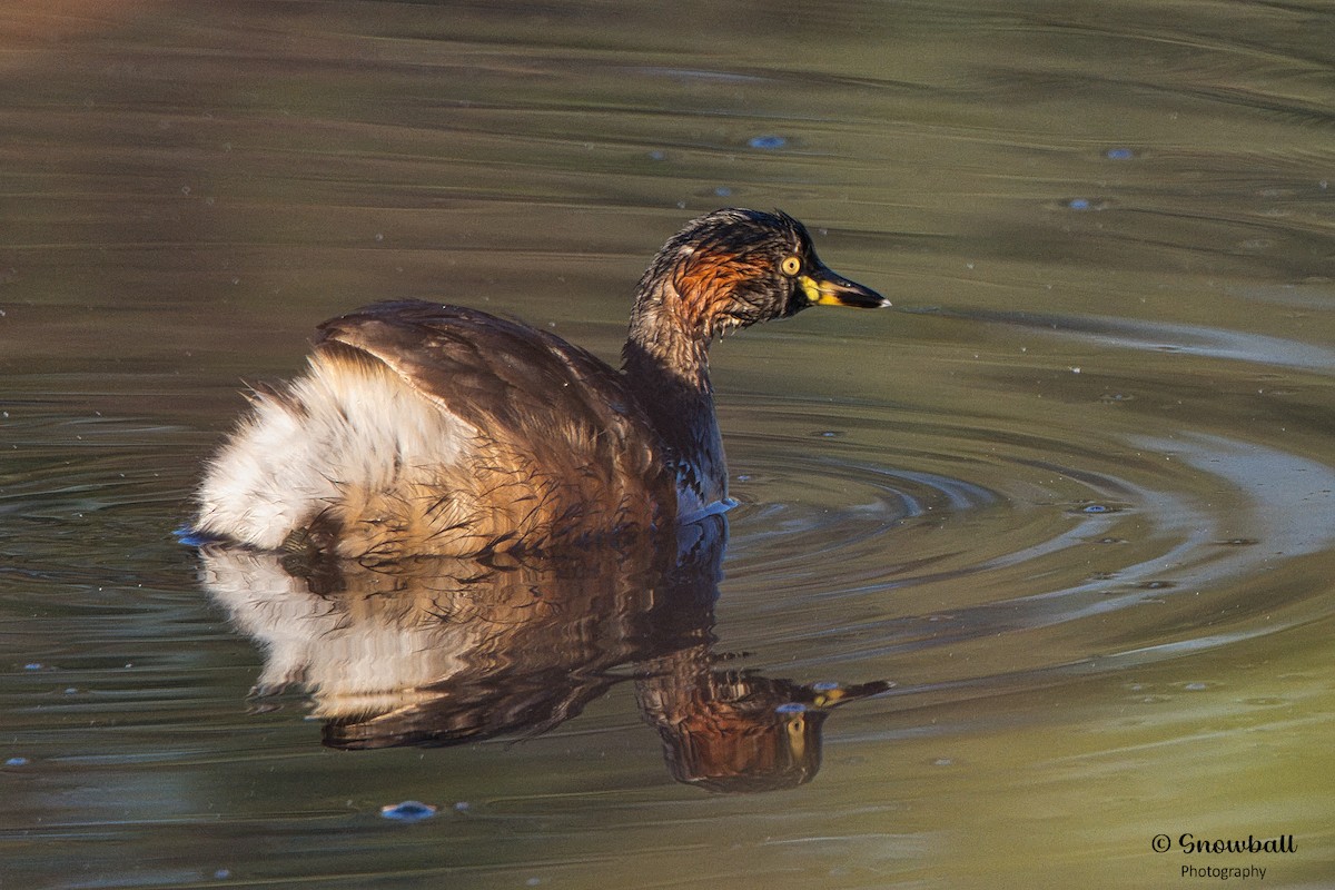 Australasian Grebe - Martin Snowball