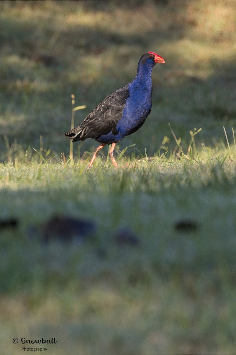 Australasian Swamphen - Martin Snowball