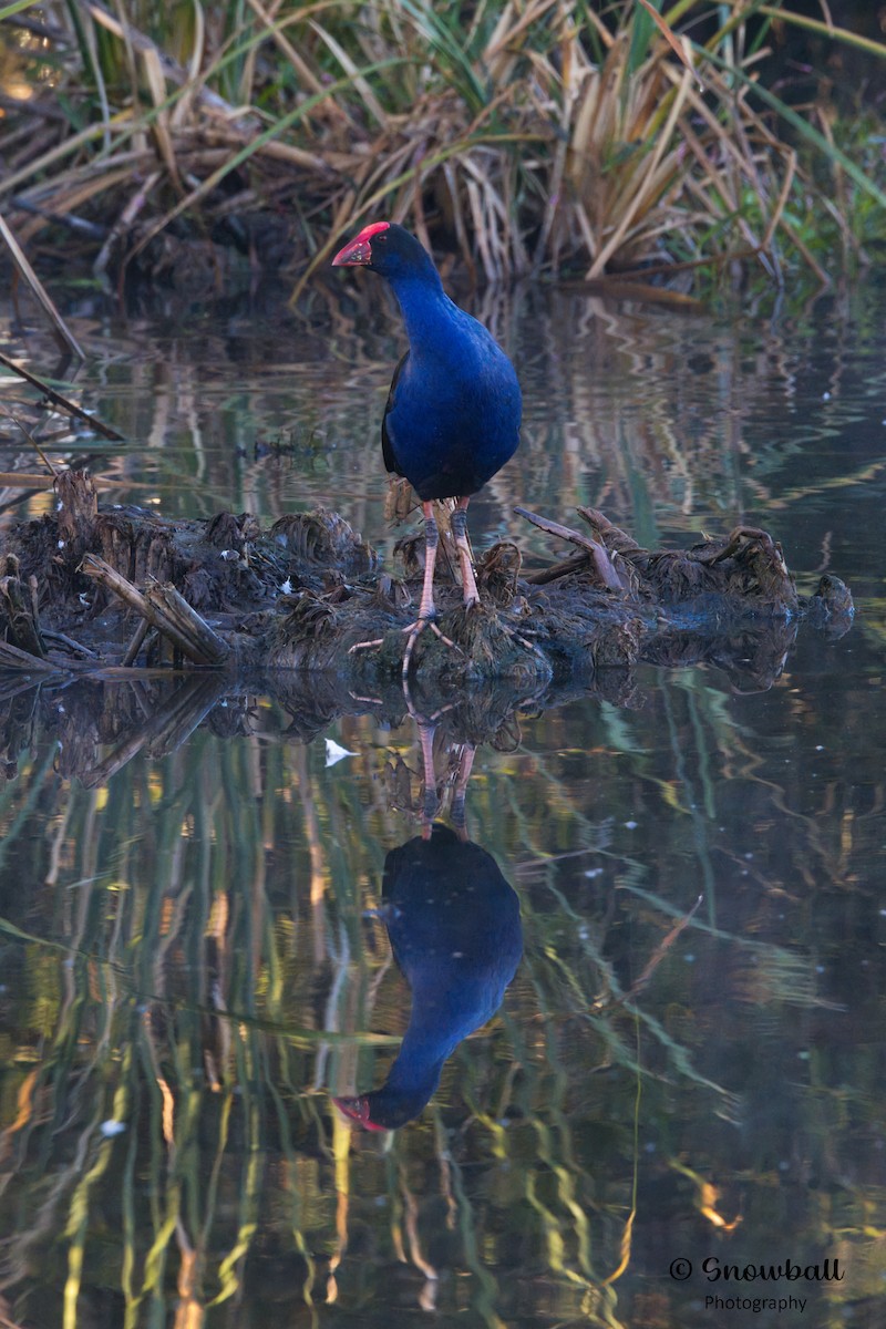 Australasian Swamphen - ML567985961