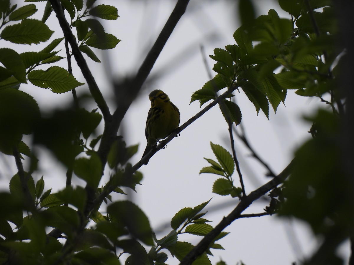 Prairie Warbler - ML567985981